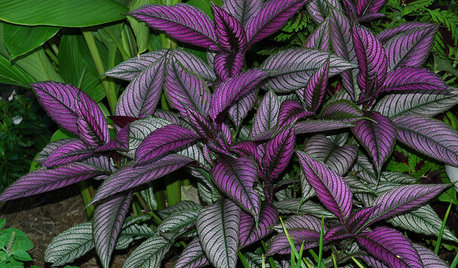 9 Plants With Amazing Foliage for Summer