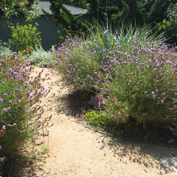 Habitat garden planted with Verbena liliacina, Artemesia and Leymus 'Canyon Prin