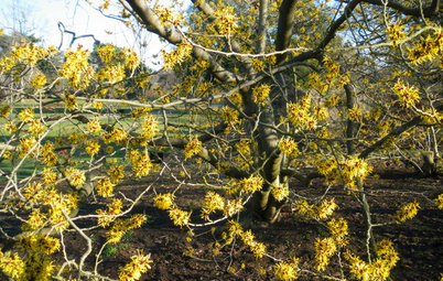 Great Design Plant: Chinese Witch Hazel