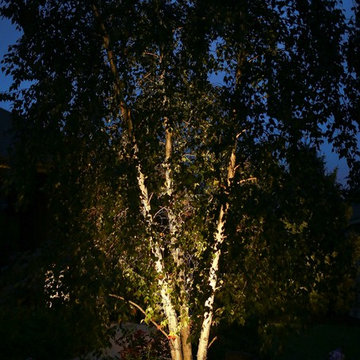 Hansen White Clump Birch Lighting