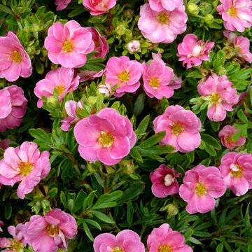Happy Face® Pink Paradise Bush Cinquefoil