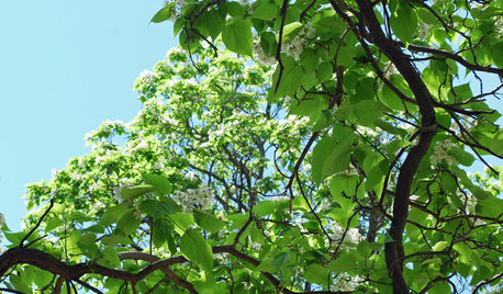 Great Design Plant: Retreat to the Shade of Hardy Catalpa