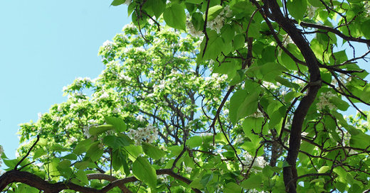 Great Design Plant: Retreat to the Shade of Hardy Catalpa