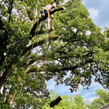 immaculate-tree-service-kings-park- - Yahoo Local Search Results