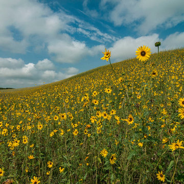Helianthus petiolaris / prairie sunflower