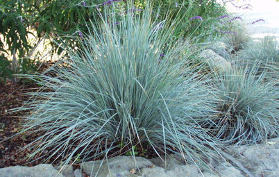 Great Design Plant: Blue Oat Grass