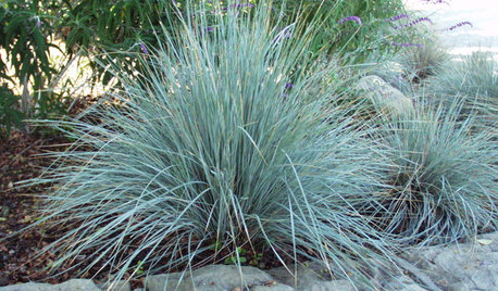 Great Design Plant: Blue Oat Grass