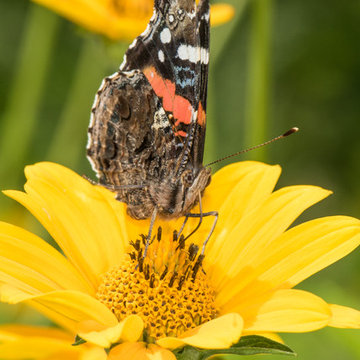 ]Heliopsis helianthoides