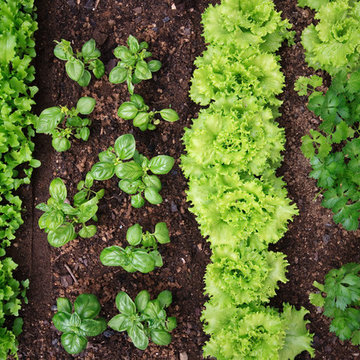 herb and vegetable gardens