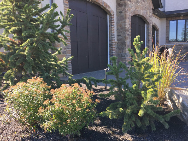 Landscape - Front Yard