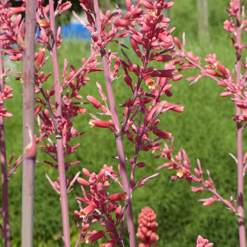 Hesperaloe Flowers - Hesperaloe parvifolia