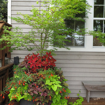 High performance, low maintenance annuals