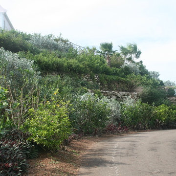 Hillside developed into plush plant beds