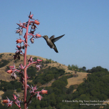 Hillside Landscape Sanctuary in Northern California