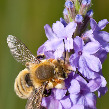 Hoary Vervain