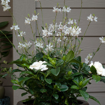 Holiday Container Gardens