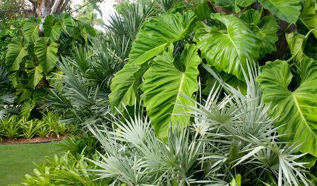 Great Design Plant: Serenoa Repens