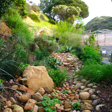Hollywood Hills California Native Garden Sanctuary