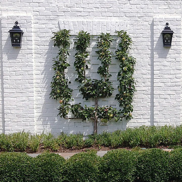 Home Orchards - Espalier Fruit Trees