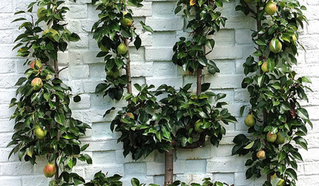 Spotted! Delightful and Space-Saving Espaliered Fruit Trees