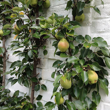 Home Orchards - Espalier Fruit Trees