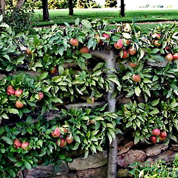 Home Orchards - Espalier Fruit Trees