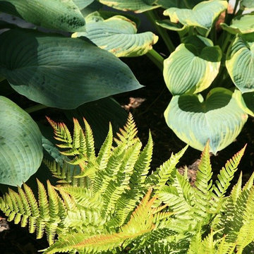 Hosta, Autumn Brilliance fern