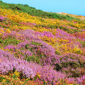 Howth Head, Ireland