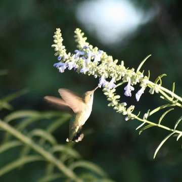 Hummingbird on Nekan Sage.JPG