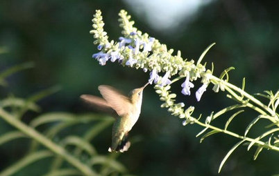 Attract Hummingbirds and Bees With These Beautiful Summer Flowers