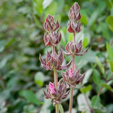 Hummingbird Sage
