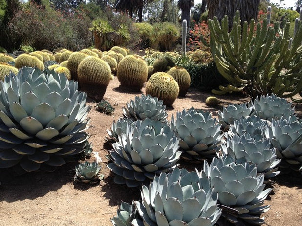 American Southwest Garden Huntington Desert Garden