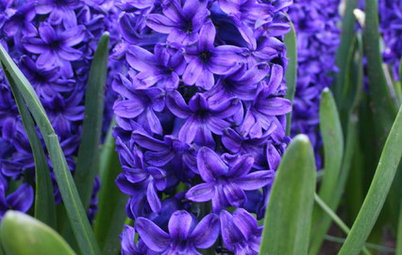 Fall Planting: No Bulb Garden Is Complete Without a Hyacinth