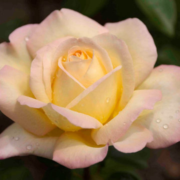 Hybrid Tea rose