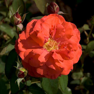 Hybrid Tea rose