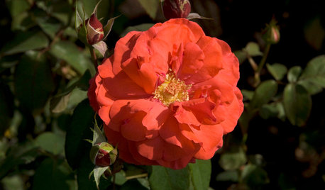 6 Captivating Roses for an Alluringly Fragrant Garden