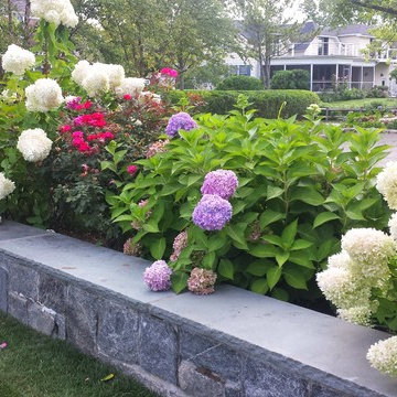 Hydrangea and Roses planted along a wall