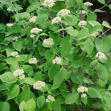Hydrangea Arborescens