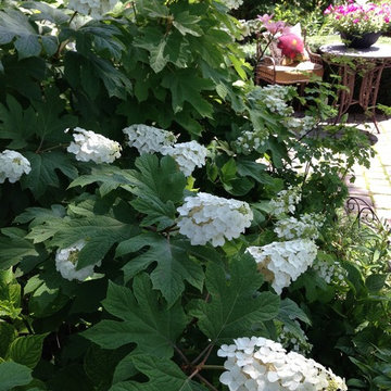Hydrangeas-Oakleaf