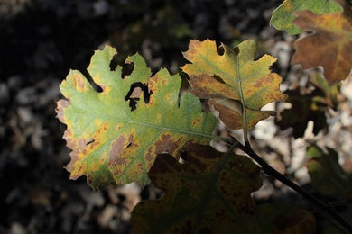 Identifying Oak Wilt and Tree Diseases