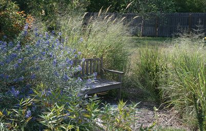 Great Design Plant: Indian Grass