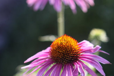 Ispirazione per un giardino classico