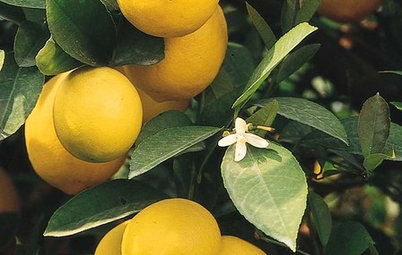 There’s a Lot to Love About a Meyer Lemon Tree