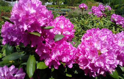 Prächtige Blüte, einfache Pflege: Rhododendren