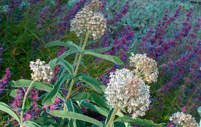 10 Top Native Plants for Southern California Gardens