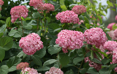 When is the Right Time to Prune Your Hydrangeas?