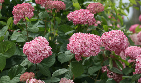 When is the Right Time to Prune Your Hydrangeas?
