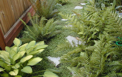 6 Great Ways With Garden Ground Covers