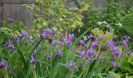 Plant Irises in Fall for Standout Spring-Into-Summer Blooms