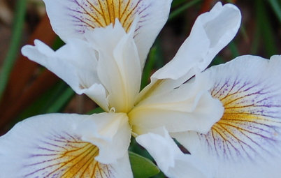 Great Design Plant: Pacific Coast Iris